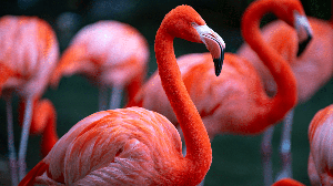 Com pernas alongadas e plumagem marcante, os flamingos apresentam características e hábitos curiosos que vão muito além da aparência (Imagem: Volodymyr TVERDOKHLIB | Shutterstock)