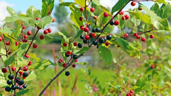 A frângula é uma planta medicinal tradicional usada para auxiliar o funcionamento do intestino (Imagem: alexmak7 | Shutterstock)