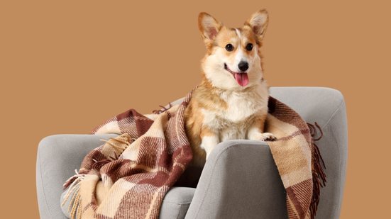 Dias frios podem alterar o comportamento e a rotina dos cães (Imagem: Pixel-Shot | Shutterstock)