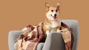 Dias frios podem alterar o comportamento e a rotina dos cães (Imagem: Pixel-Shot | Shutterstock)