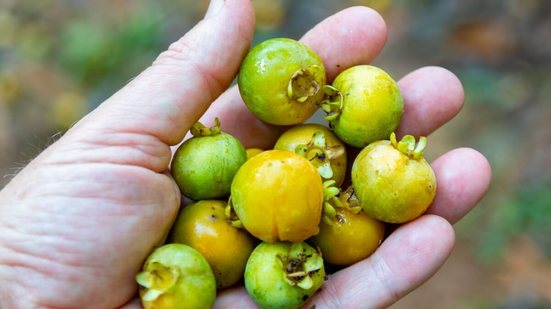 Ao incluir a gabiroba na dieta, você aproveita não só o seu sabor, mas também um conjunto de benefícios que essa fruta nativa pode oferecer à saúde (Imagem: Adilson Sochodolak | Shutterstock)
