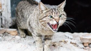 O gato nem sempre é arisco por natureza (Imagem: Artem Chekharin | Shutterstock)