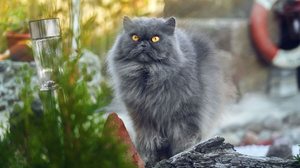 As raças de gato cinza chamam atenção pelo visual elegante 
(Imagem: Jurij Kuznecov | Shutterstock)