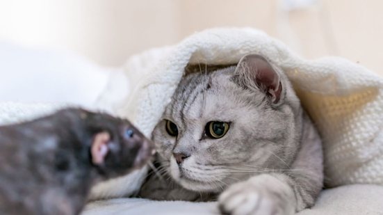 Apesar do instinto natural de caça, o contato com ratos pode colocar a saúde dos felinos em risco (Imagem: svetograph | Shutterstock)