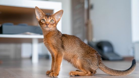 Gatos de pelagem marrom chamam atenção pela aparência sofisticada (Imagem: Pandora Pictures | Shutterstock)