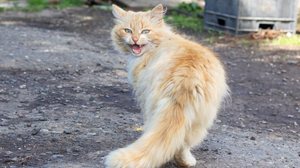 O miado é uma das formas que os gatos utilizam para se comunicar com os humanos no dia a dia (Imagem: Vera Aksionava | Shutterstock)