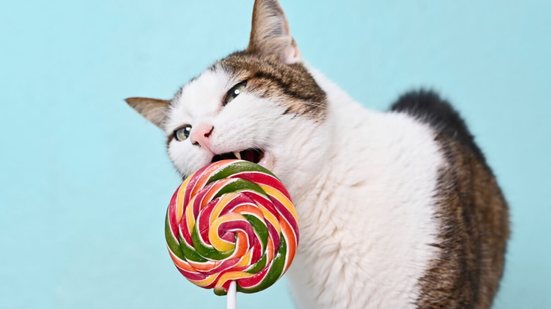 O açúcar é prejudicial para a saúde do gato (Imagem: Lightspruch | Shutterstock)