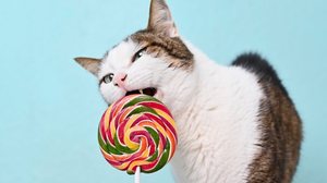 O açúcar é prejudicial para a saúde do gato (Imagem: Lightspruch | Shutterstock)