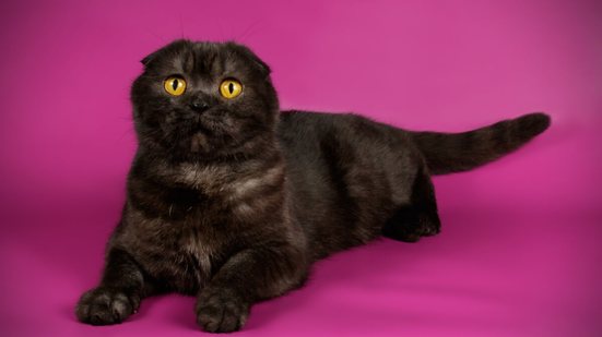 Os gatos pretos costumam transmitir imponência e sofisticação (Imagem: Oleksandr Volchanskyi | Shutterstock)