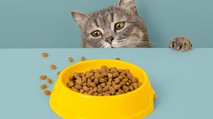 Algumas atitudes podem ajudar a estimular o apetite do animal (Imagem: plutmaverick | Shutterstock)
