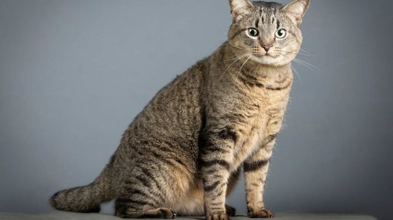 Gatos com pelagem tigrada chamam atenção por seu visual marcante e elegante  (Imagem: Xyo | Shutterstock)
