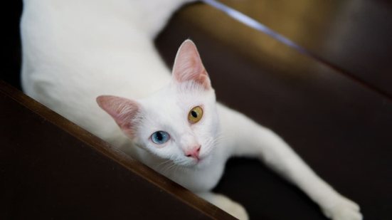 Os gatos asiáticos estão entre as mais conhecidos e admirados do mundo (Imagem: Earth Design | Shutterstock)