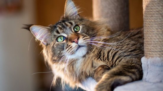 Algumas raças de gatos se destacam justamente pela curiosidade intensa (Imagem: photosbelkina | Shutterstock)