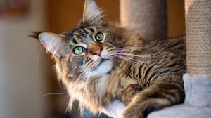 Algumas raças de gatos se destacam justamente pela curiosidade intensa (Imagem: photosbelkina | Shutterstock)