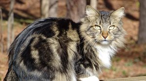 Os Estados Unidos se tornaram referência em programas de criação e preservação de linhagens felinas (Imagem: Mary McDonald | Shutterstock)