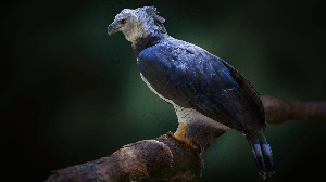 O gavião-real desperta admiração por onde passa e é uma das aves de rapina mais impressionantes do mundo (Imagem: Diego Grandi | Shutterstock)
