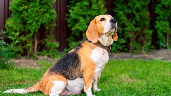 O tutor deve acompanhar a gestação da cadela, garantindo a segurança e a saúde do pet (Imagem: Tymoshenko Olga | Shutterstock)