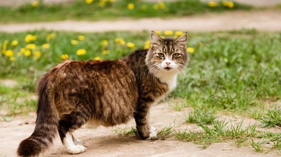 A gestação felina exige atenção redobrada do tutor para oferecer mais conforto e segurança à gata (Imagem: Inha Makeyeva | Shutterstock)