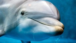 Características físicas e comportamentais dos golfinhos explicam por que eles são tão encantadores (Imagem: Andrea Izzotti | Shutterstock)