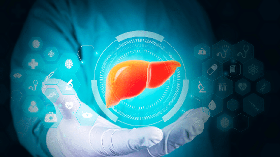 A esteatose hepática pode estar relacionada a diferentes alterações metabólicas (Imagem: Antonio Marca | Shutterstock)