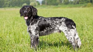 O grande munsterlander  ganhou destaque principalmente após criadores alemães decidirem preservar exemplares de coloração preta e branca (Imagem: Lenkadan | Shutterstock)