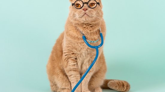A série "Grey's Anatomy" pode servir de inspiração para nomes de gatos (Imagem: Dina Photo Stories | Shutterstock)