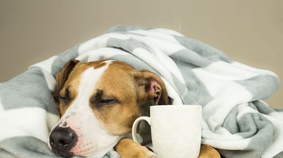 A gripe é uma doença que também pode afetar os cachorros (Imagem: Aleksey Boyko | Shutterstock)