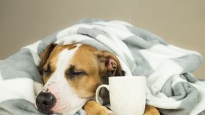 A gripe é uma doença que também pode afetar os cachorros (Imagem: Aleksey Boyko | Shutterstock)