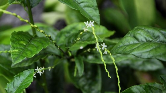 A guiné é uma planta de porte médio que pode auxiliar a saúde do organismo com seus benefícios (Imagem: NANCY AYUMI KUNIHIRO | Shutterstock)