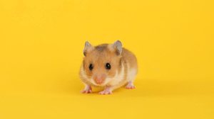 Os hamsters têm uma série de comportamentos complexos e interessantes (Imagem: New Africa | Shutterstock)