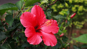 O ritual com hibisco e rosa vermelha cria um espaço para se reconectar com seus sentimentos (Imagem: HS_Gallery | Shutterstock)