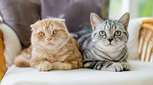 Entre gatos, a harmonia surge do respeito mútuo, da posse de território e da comunicação silenciosa (Imagem: MNStudio | Shutterstock)
