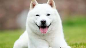 O hokkaido foi declarado “Monumento Natural” do Japão em 1937 (Imagem: Happy monkey | Shutterstock)