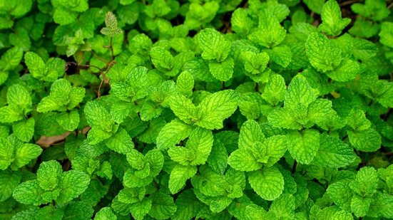 A hortelã é uma planta com propriedades medicinais benéficas à saúde (Imagem: Galumphing Galah | Shutterstock)