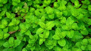 A hortelã é uma planta com propriedades medicinais benéficas à saúde (Imagem: Galumphing Galah | Shutterstock)