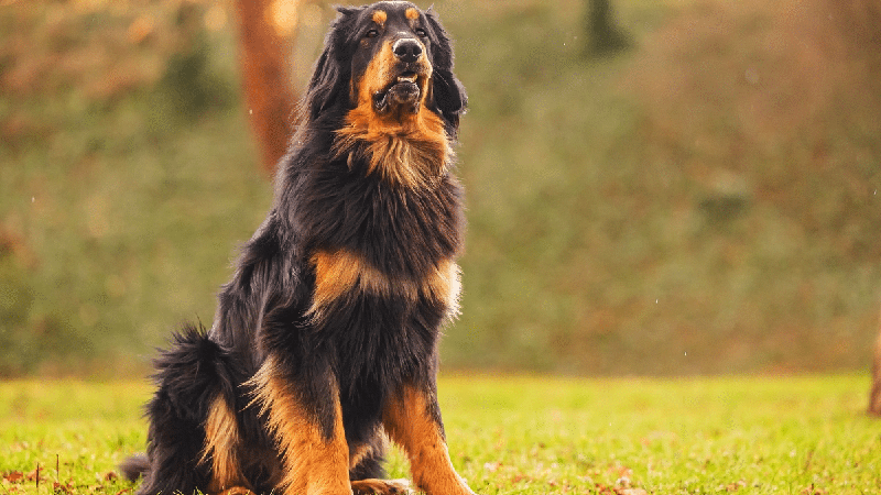 Hovawart: conheça o cachorro alemão que tem forte instinto protetor e apego à família