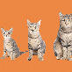 Idade do gato: saiba em qual fase da vida está o seu pet