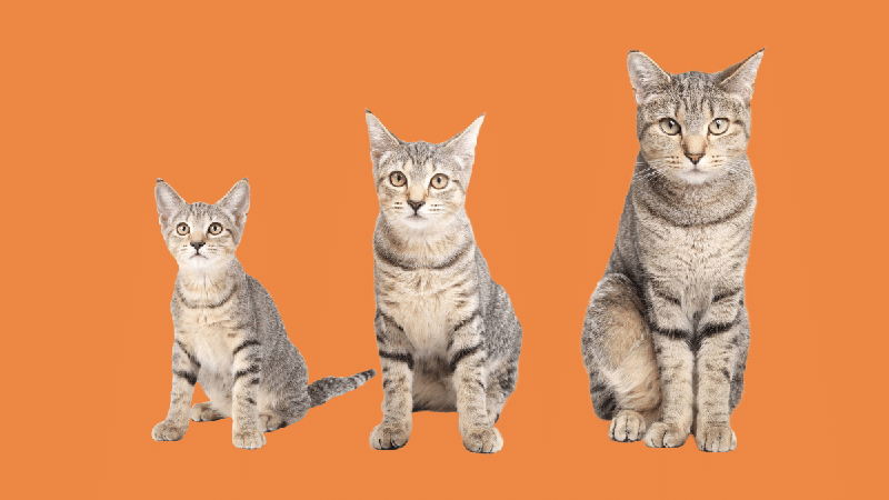 Idade do gato: saiba em qual fase da vida está o seu pet
