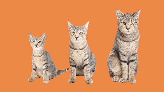 Saber em que fase da vida o animal está é o que orienta os cuidados com a saúde (Imagem: sophiecat | Shutterstock)