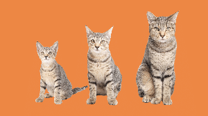 Saber em que fase da vida o animal está é o que orienta os cuidados com a saúde (Imagem: sophiecat | Shutterstock)