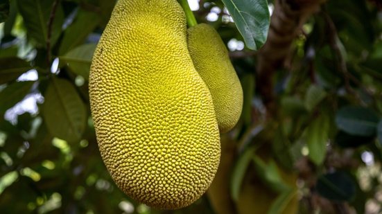 Rica em antioxidantes e de uso versátil na cozinha, a jaca se destaca por seus efeitos positivos no organismo (Imagem: Prokop Harazim | Shutterstock)