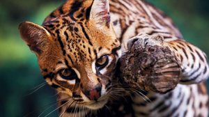 A jaguatirica é considerada a terceira maior espécie de felino selvagem (Imagem: Leonardo Mercon | Shutterstock)