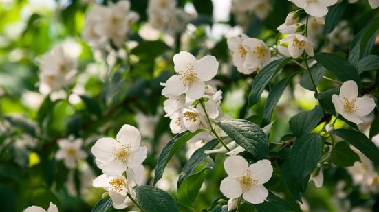 O jasmim combina aroma agradável e propriedades naturais que favorecem o bem-estar físico e emocional (Imagem: StanislavM77 | Shutterstock)