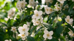 O jasmim combina aroma agradável e propriedades naturais que favorecem o bem-estar físico e emocional (Imagem: StanislavM77 | Shutterstock)