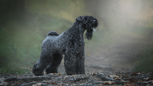 O kerry blue terrier ganhou projeção no século 20 e se tornou conhecido em diferentes partes do mundo (Imagem: Osetrik | Shutterstock)
