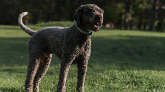 Dóceis, atentos e muito ligados ao tutor, os cães da raça lagotto romagnolo são fáceis de treinar e costumam responder bem aos comandos  (Imagem: Fotograf sa sela | Shutterstock)