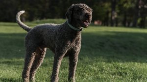 Dóceis, atentos e muito ligados ao tutor, os cães da raça lagotto romagnolo são fáceis de treinar e costumam responder bem aos comandos  (Imagem: Fotograf sa sela | Shutterstock)
