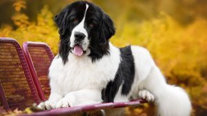 O landseer é reconhecido como uma raça distinta por apresentar características próprias (Imagem: otsphoto | Shutterstock)