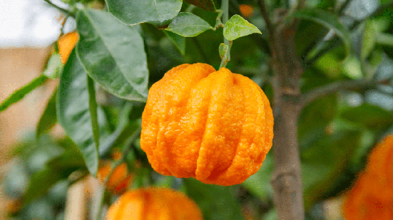 A laranja-amarga tem uma rica composição nutricional (Imagem: nnattalli | Shutterstock)