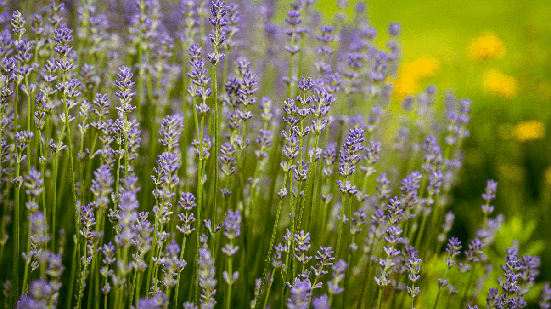 A lavanda é conhecida por ajudar a acalmar e relaxar o corpo (Imagem: foto_molka | Shutterstock)